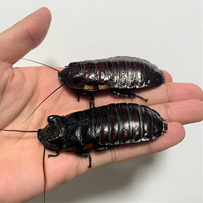 【商品名】マダガスカルゴキブリ（Gromphadorhina oblongonota）&nbsp;【分布】アフリカ　マダガスカル島 【要件】全長(最大）　　　　　　　　　　　→30mm〜40mm前後(100mm前後)温度　　　　　　　　　　　　　　　→　25〜30度餌　　　　　　　　　　　　　　　　 →　野菜、果物、昆虫ゼリー、ペットフード※…飼育環境は一例です。必ずしもこの環境下であれば飼育できることを確約するものではございません。【種類詳細】マダガスカル島に生息するの大型のゴキブリの一種です。オスの頭部には角のような突起が現れます。本種は「マダガスカルゴキブリ」と呼ばれるグループの中では最大種となり、個体によっては10cmを超えることもあります。どっしりとした扁平的な体型で迫力と存在感は間違いなく属内トップです。30mm～40mm前後の幼虫10匹※写真3をご参照下さい。※複数匹で管理している為、フセツ、触覚等が欠けている場合がございます。個体のサイズにはバラつきがある場合がございます。予めご了承下さい。 【飼育注意点】プラスチックの壁を登ります。フタはしっかりと閉めて管理して下さい。紙製の卵パックやコルクなどで隠れ家を容易すると落ち着きます。 【※必ずお読み下さい※】・発送元の店舗とは別の場所でストックしている関係上、ご注文された当日の発送はお受け出来ません。到着日時は翌々日以降のご指定でお願い致します。・数量によっては魚類、エビ貝などの水生生物との同梱が出来ない場合がございます。・生体の個体サイズや模様、雌雄の指定についてはお受け致しかねますのでご了承下さい。 【送料に関して】 送料に関しては、こちらをクリックしてご確認お願いたします。 【生体について】画像個体は飼い込んだ個体やモデル個体となっているため、コンディションや個体差、色合いや柄が異なる場合がございますが、こちらについては返品・交換の対象外となります。ご了承ください。 【発送について】プラスチックパックまたはプリンカップ等に入れカイロや保冷剤で保温して、十分に注意を払い、発送いたします。 【死着補償について】死着の場合、種類に応じての補償を取らせて頂きます。ただし【18時以降の到着指定】もしくは【配達日数が2日以上】掛かる地域に関しては保障の対象外となります。種類によってご返金か死着数分の再発送となります。尚、再発送時の死着については種類を問わず返金とさせて頂きますのでご了承下さい。 ＃ゴキブリ　＃コックローチ　＃昆虫　