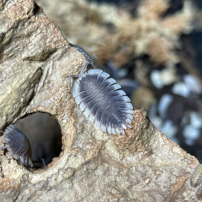 【商品名】ワーネリーオオワラジムシ（コウテイオオワラジムシ）学名：「Porcellio werneri」&nbsp;【分布】ギリシャ原産 【要件】全長(最大）　→　10mm前後(20mm前後)温度　→　24〜28度湿度　→　40～60％餌　→　魚の餌、カメの餌、野菜、果物、昆虫ゼリー※…飼育環境は一例です。必ずしもこの環境下であれば飼育できることを確約するものではございません。【種類詳細】本商品は10mm前後の幼体となります。ギリシャに生息する大型のワラジムシです。体高が非常に扁平で白い縁取りはブレード状になっており、古生代の生物「三葉虫」を彷彿させる造形で面白いです。飼育・繁殖は容易でやや乾燥気味の環境を好みます。通気を良くし、ケース内の一部に湿らせた水苔を設置するなどして湿度の勾配（乾いている所と湿っている所がある状態）を付けると良いでしょう。※体色には若干の個体差があります。複数匹で管理している為、フセツ、触覚が欠けている場合がございます、予めご了承ください。 【飼育注意点】蒸れに弱い傾向がありますので通気性の良いケースで管理して下さい。土（床材）のphが下がると調子を崩します。またカルシウム不足により脱皮不全を起こす場合がある為、phの低下と脱皮不全の防止としてカキガラを混ぜると良いでしょう。床材は1ヵ月～2か月置きに新しいものと交換して下さい。 【※必ずお読み下さい※】・発送元の店舗とは別の場所でストックしている関係上、ご注文された当日の発送はお受け出来ません。到着日時は翌々日以降のご指定でお願い致します。・魚類、エビ貝などの水生生物との同梱はできかねます。・生体の個体サイズや模様、雌雄の指定についてはお受け致しかねますのでご了承下さい。 【送料に関して】 送料に関しては、こちらをクリックしてご確認お願いたします。 【生体について】画像個体は飼い込んだ個体やモデル個体となっているため、コンディションや個体差、色合いや柄が異なる場合がございますが、こちらについては返品・交換の対象外となります。ご了承ください。 【発送について】プラスチックパックまたはプリンカップ等に入れカイロや保冷剤で保温して、十分に注意を払い、発送いたします。 【死着補償について】死着の場合、種類に応じての補償を取らせて頂きます。ただし【18時以降の到着指定】もしくは【配達日数が2日以上】掛かる地域に関しては保障の対象外となります。種類によってご返金か死着数分の再発送となります。尚、再発送時の死着については種類を問わず返金とさせて頂きますのでご了承下さい。 ＃ダンゴムシ　＃ワラジムシ　＃ワラダン　＃昆虫　＃奇蟲　＃ゴキブリ　