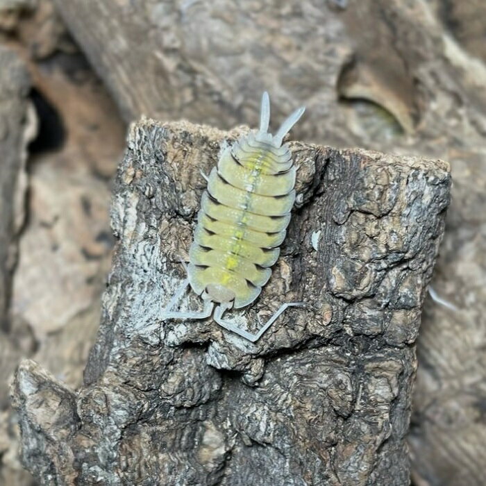 【商品名】ボリバリーオオワラジムシ（ユーレイオオワラジムシ）学名：「Porcellio bolivari」&nbsp;【分布】スペイン原産 【要件】全長(最大）　→　15～20mm前後(20mm前後)温度　→　24〜28度湿度　→　40～60％餌　→　魚の餌、カメの餌、野菜、果物、昆虫ゼリー※…飼育環境は一例です。必ずしもこの環境下であれば飼育できることを確約するものではございません。【種類詳細】本商品は15～20mm前後の成体～亜成体となります。スペインの洞窟に生息する大型のワラジムシです。「ユーレイ」の如く半透明の体に直線的で大きな触角と尾肢がインパクト大です。流通初期は飼育難易度が高かった為1匹数千円とかなり高額でしたが、現在は飼育方法が確立しており繁殖も容易です。成体はやや乾燥気味を好みますが幼体は多湿気味に管理した方が安定しますのでケース内の一部に湿らせた水苔を設置するなどして湿度の勾配（乾いている所と湿っている所がある状態）を付けると良いでしょう。※体色には若干の個体差があります。複数匹で管理している為、フセツ、触覚が欠けている場合がございます、予めご了承ください。 【飼育注意点】蒸れに弱い傾向がありますので通気性の良いケースで管理して下さい。土（床材）のphが下がると調子を崩します。またカルシウム不足により脱皮不全を起こす場合がある為、phの低下と脱皮不全の防止としてカキガラを混ぜると良いでしょう。床材は1ヵ月～2か月置きに新しいものと交換して下さい。 【※必ずお読み下さい※】・発送元の店舗とは別の場所でストックしている関係上、ご注文された当日の発送はお受け出来ません。到着日時は翌々日以降のご指定でお願い致します。・魚類、エビ貝などの水生生物との同梱はできかねます。・生体の個体サイズや模様、雌雄の指定についてはお受け致しかねますのでご了承下さい。 【送料に関して】 送料に関しては、こちらをクリックしてご確認お願いたします。 【生体について】画像個体は飼い込んだ個体やモデル個体となっているため、コンディションや個体差、色合いや柄が異なる場合がございますが、こちらについては返品・交換の対象外となります。ご了承ください。 【発送について】プラスチックパックまたはプリンカップ等に入れカイロや保冷剤で保温して、十分に注意を払い、発送いたします。 【死着補償について】死着の場合、種類に応じての補償を取らせて頂きます。ただし【18時以降の到着指定】もしくは【配達日数が2日以上】掛かる地域に関しては保障の対象外となります。種類によってご返金か死着数分の再発送となります。尚、再発送時の死着については種類を問わず返金とさせて頂きますのでご了承下さい。 ＃ダンゴムシ　＃ワラジムシ　＃ワラダン　＃昆虫　＃奇蟲　＃ゴキブリ　