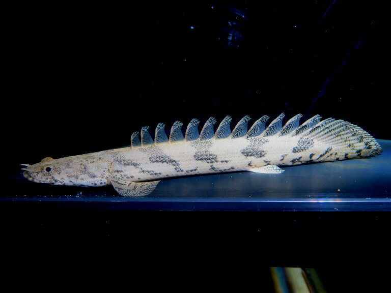 イガラシエンドリケリー 　ギニアコレクション　イガラシセレクト　P個体《17．5cm前後》