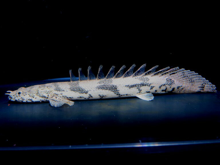 イガラシエンドリケリー 　ギニアコレクション　イガラシセレクト　Q個体《14.5cm前後》