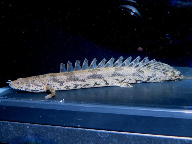 イガラシエンドリケリー 　ギニアコレクション　Sグレード　S個体《15cm前後》