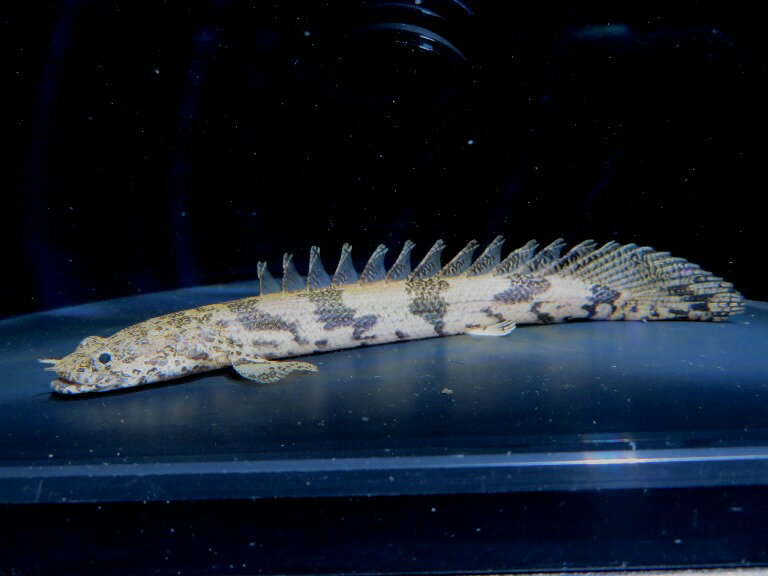 イガラシエンドリケリー 　ギニアコレクション　Sグレード　H個体《14．5cm前後》