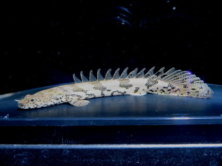 イガラシエンドリケリー 　ギニアコレクション　Sグレード　I個体《16cm前後》