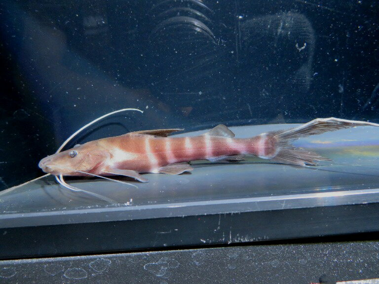 バンデッド ピラムターバ　ワイルド　ペルー便 《12cm前後》