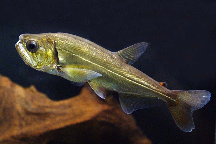 【送料無料】アルマータス（アルマートゥス）　カショーロ　ワイルド　ベネズエラ産　《11〜12cm前後》