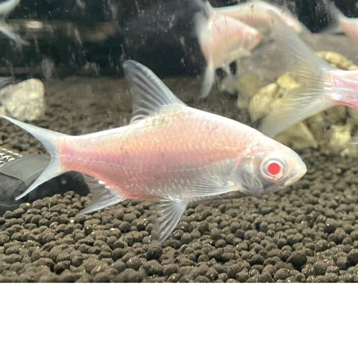 プラチナアルビノレッドフィンバルブ　《9～10cm前後》