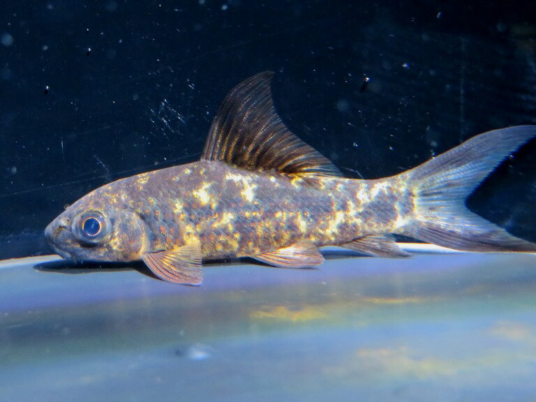 トリカラーシャーク(Labeo cyclorhynchus)　ワイルド　コンゴ便　A個体《8cm前後》