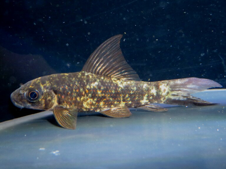 トリカラーシャーク(Labeo cyclorhynchus)　ワイルド　コンゴ便　B個体《8cm前後》