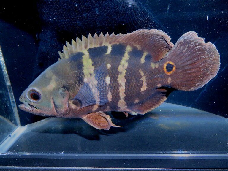 ブラジル産ワイルドオスカー、アルビノオスカー