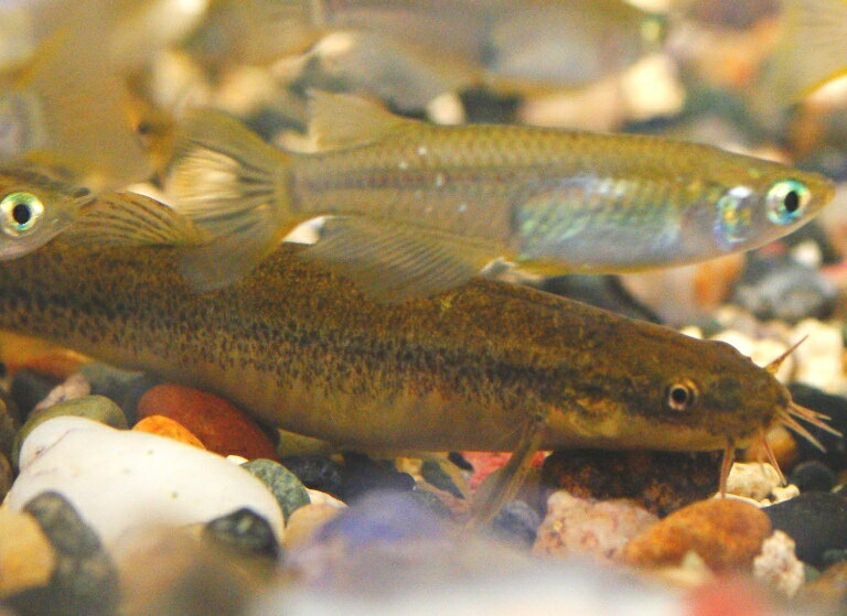 ドジョウに癒されよう 飼育方法や餌 採集方法など Fish Paradise