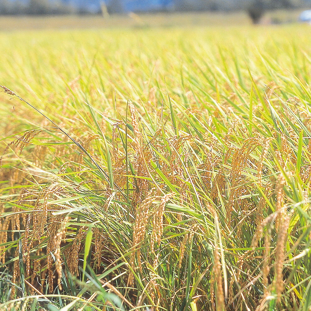 【ポイントUP】無洗米 秋田県産 あきたこまち 5kg×4 3