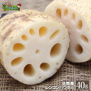 ソレダメで話題のレンコン 花粉の季節に売れてます【メール便送...