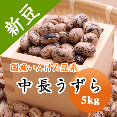 うずら豆 中長うずら 北海道産 5kg【令和6年産】大容量
