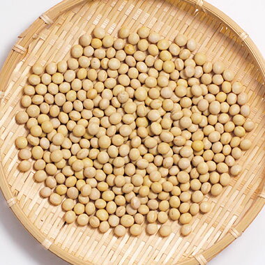 乾燥野菜 ごぼう 35g 【吉良食品】
