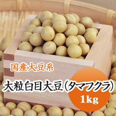 大豆 たまふくら 黄大豆最大サイズ 極大粒白目大豆 タマフクラ 北海道産 高級煮豆用 1kg【令和6年産】