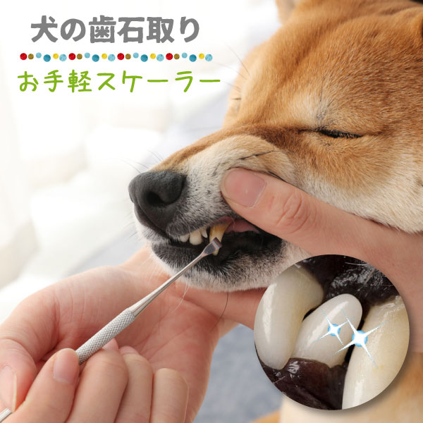 【最安値挑戦中】ペット用 歯石取り 安全 口腔ケア 器具 スケーラー 犬用 猫用 犬 猫 ネコ 虫歯 ...