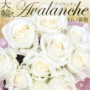 まだ間に合う 母の日 バラの花束 白 アバランチェ 好きな本数を選べます あす楽対応で12時まで当日発送します 土曜営業 誕生日 結婚記念日 50本 60本 108本 100本 花 プレゼント ギフト 本数指定