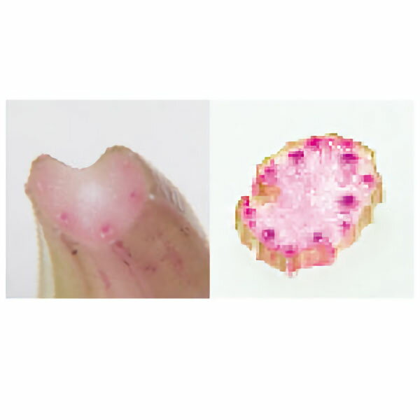 ƻ�������եե��󥿥������ԥ󥯡�1��