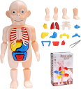 人体モデル 人体模型 おもちゃ rt354