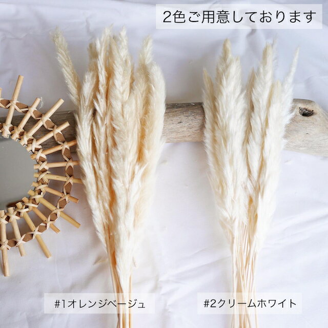 パンパスグラス