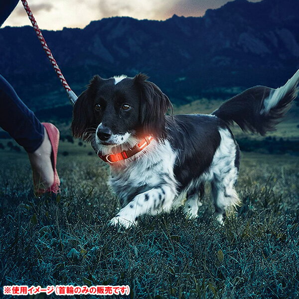 ナイトアイズ LED ライトアップ 犬用 首輪 オレンジ Sサイズ ■ Nite Ize ペット用品 ドッグ