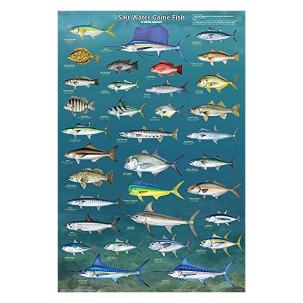 ラミネート・ポスター "Salt Water Game Fish" 北アメリカ 海水魚 輸入ポスター 91cm×61cm ■魚 フィッシュ イラスト 雑貨 インテリア