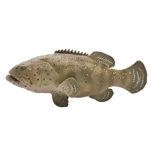楽天市場】グルーパー 魚の通販