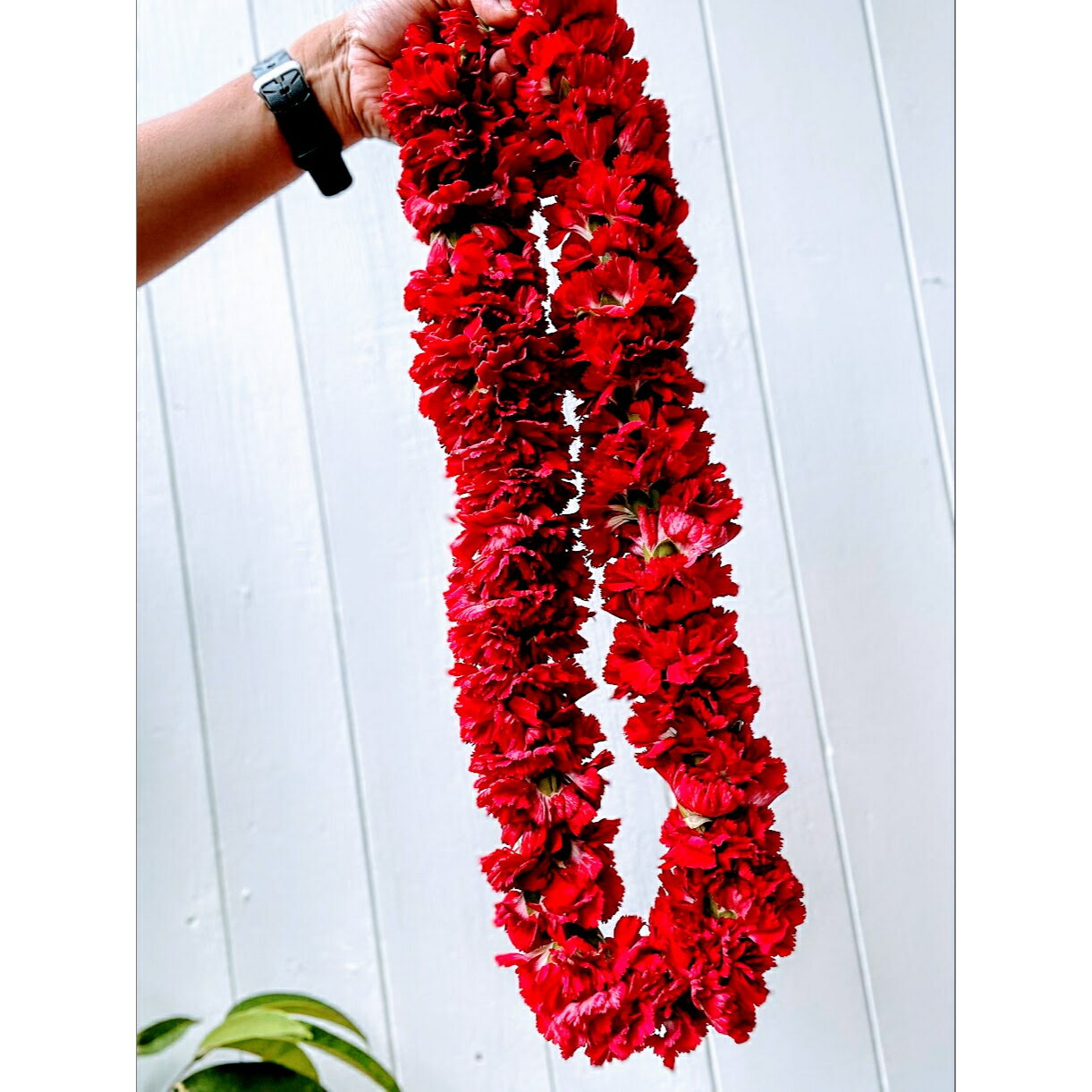 ハワイアンレイ生花　‘ula‘ula