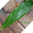 Ti Leaf ティリーフ　10枚