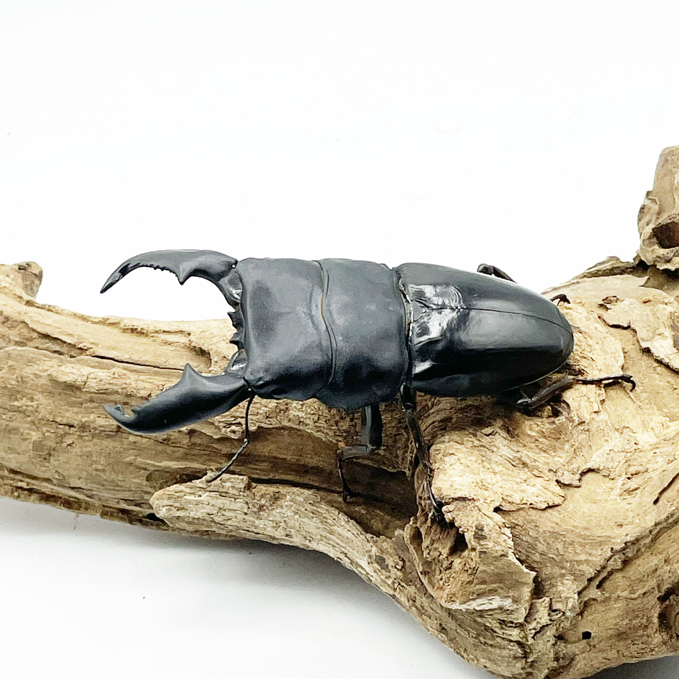 大幅値下げ』スマトラオオヒラタ(大型極太)ペア