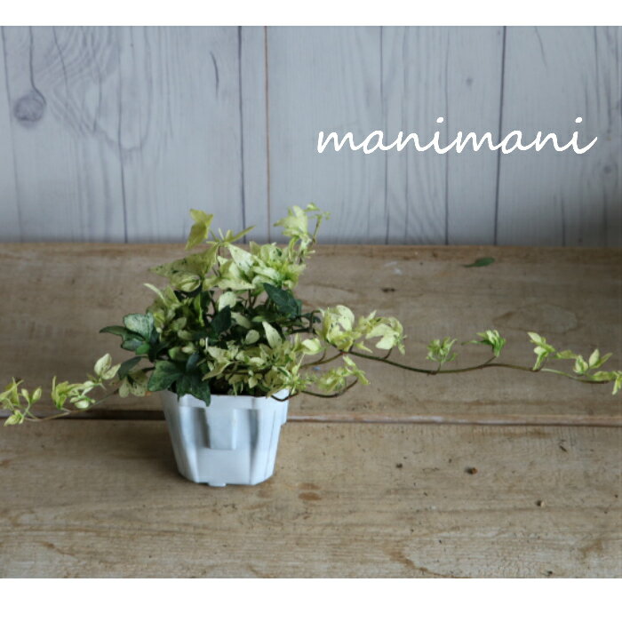 �إǥ� ����βڡ�3���ݥå��ġ������ݡ��󤻿������꡼�������ġ����⡡���������š�����ƥꥢ