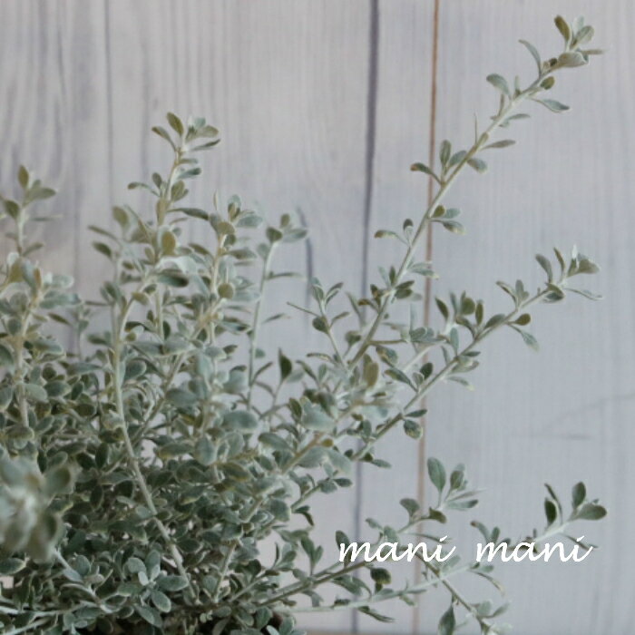 オレアリア「リトルスモーキー」 2.5~3寸苗 寄せ植え クリスマス 花苗 宿根草 花壇