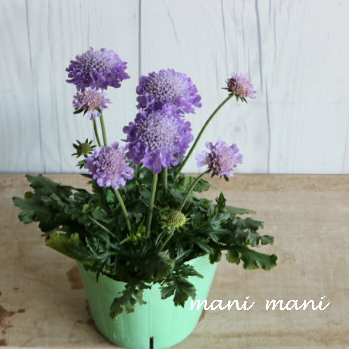 スカビオサ「ブルーバルーン」3.5寸ポット苗　花苗　寄せ植え　花壇　鉢植え