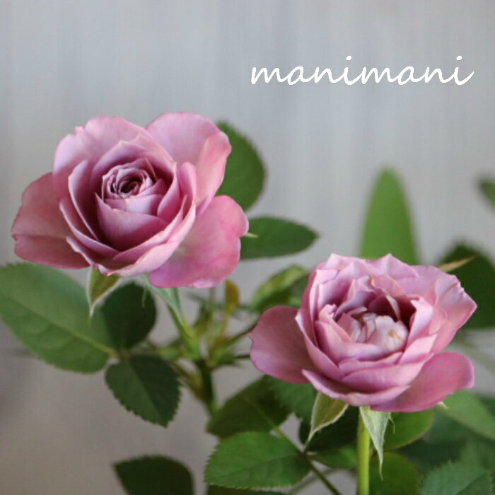 ミニバラ「あすなろブルー」3〜3.5寸苗　薔薇　花苗　苗　バラ　寄せ植えのサムネイル