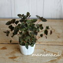 manimanisann:10002208のサンプル画像3