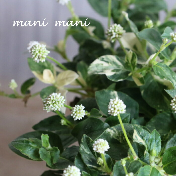 【最新品種】斑入りポリゴナム「ティホン」2.5〜3寸ロングポット苗　花苗　苗　寄せ植え　リースのサムネイル