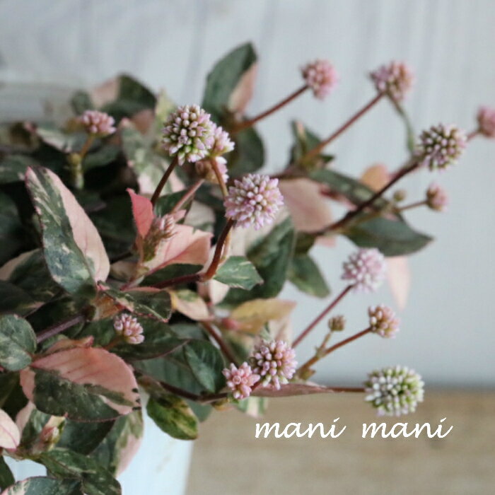 斑入りポリゴナム「セレブピンク」「バリエガータ」2.5～3寸ロングポット苗 花 カラーリーフ ハンギング 寄せ植え アンティーク 庭植え 花苗 苗 宿根草 花壇 庭 ガーデニング 季節 特別感 四季 良苗グランドカバー