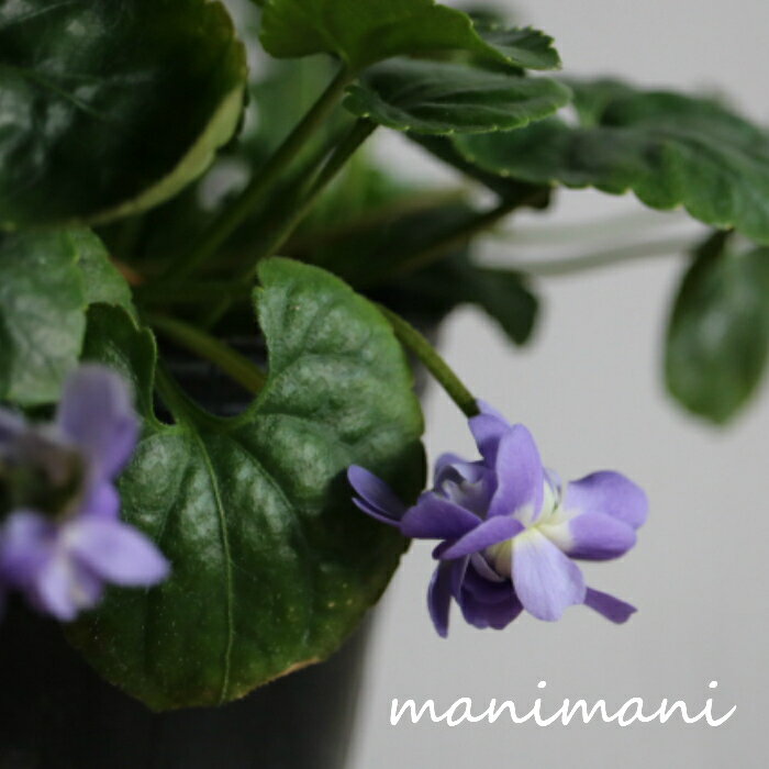 八重咲パルマスミレ　ニオイスミレ　「オーロラ」　3寸ポット苗 花苗 花壇 ガーデニング 苗 スイートバイオレット