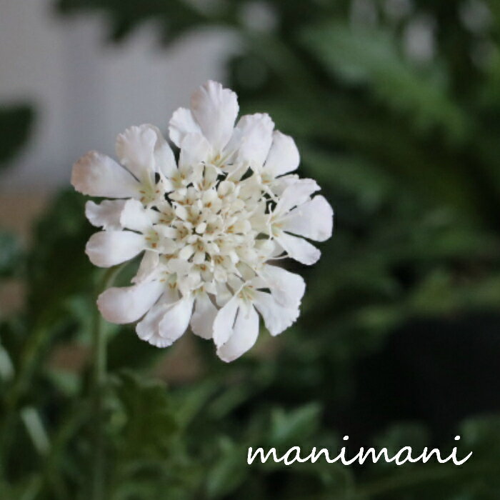 スカビオサ「白ときどき桃」3〜3.5寸ポット苗　花苗　寄せ植え　花壇　鉢植えのサムネイル