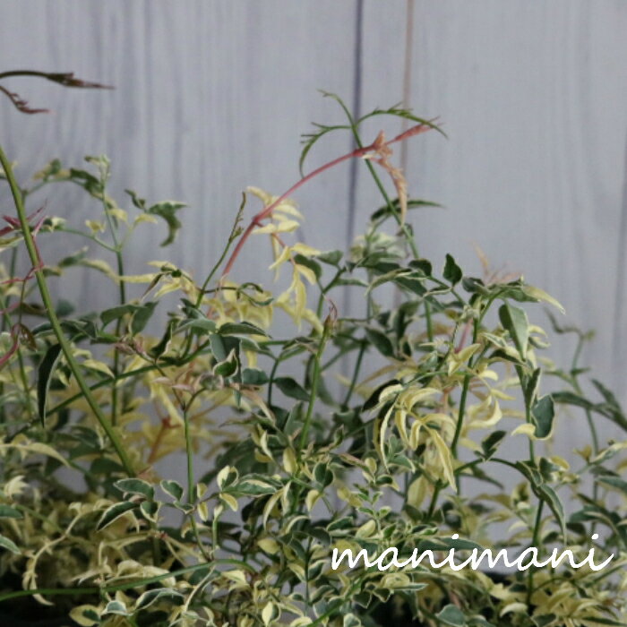 ハゴロモジャスミン「ミルキーウェイ」2.5〜3.5寸ポット苗　寄せ植え　庭植え　花苗　ハンギング　リース