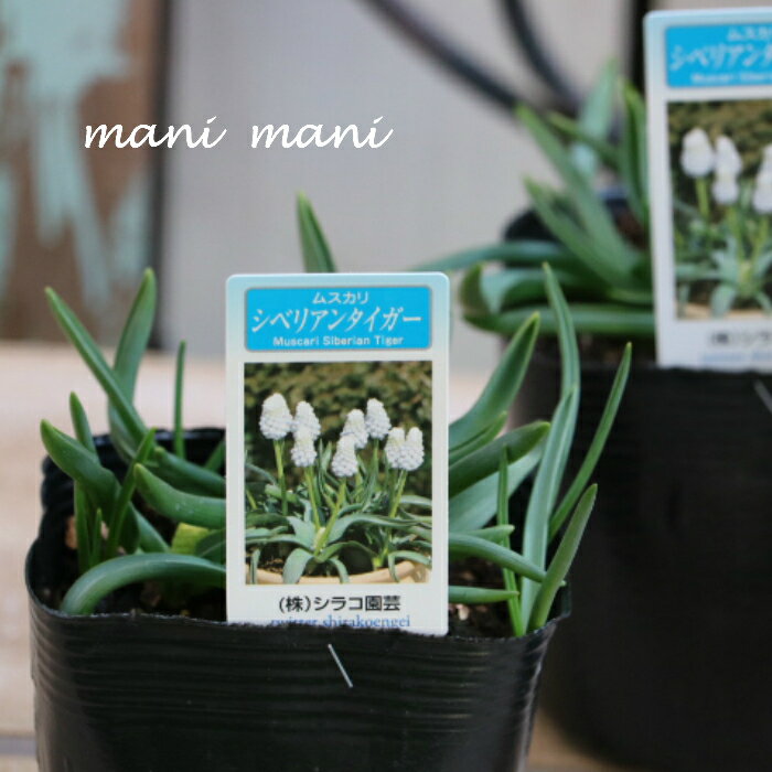 ムスカリ「 シベリアンタイガー」3.5寸ポット苗　寄せ植え　庭植え　花苗のサムネイル