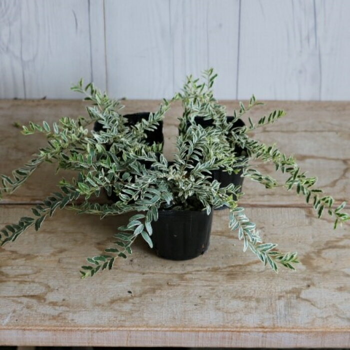 �ںǿ��ʼ�ۥ��˥��� �˥����֥ۥ磻�ȥޥ��å���2.5��3���ݥå��ġ��ġ��꡼�ա��󤻿����������������ɥ��С�������