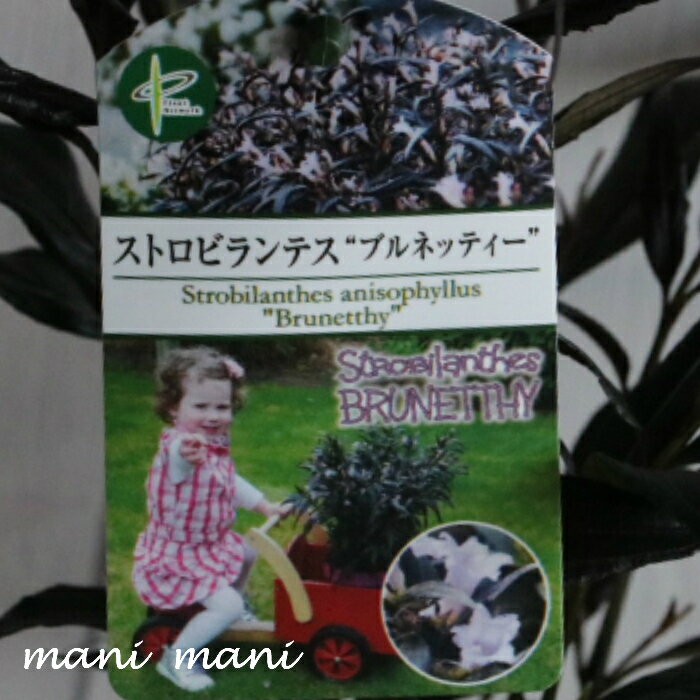 ストロビランテス「ブルネッティー」3寸ロングポット苗　花苗　寄せ植え　花壇　苗