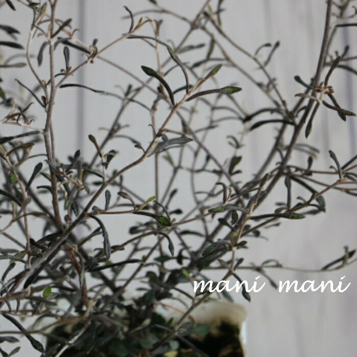 コロキア「マオリシルバー」2.5寸ポット苗　花苗　花壇　寄せ植え