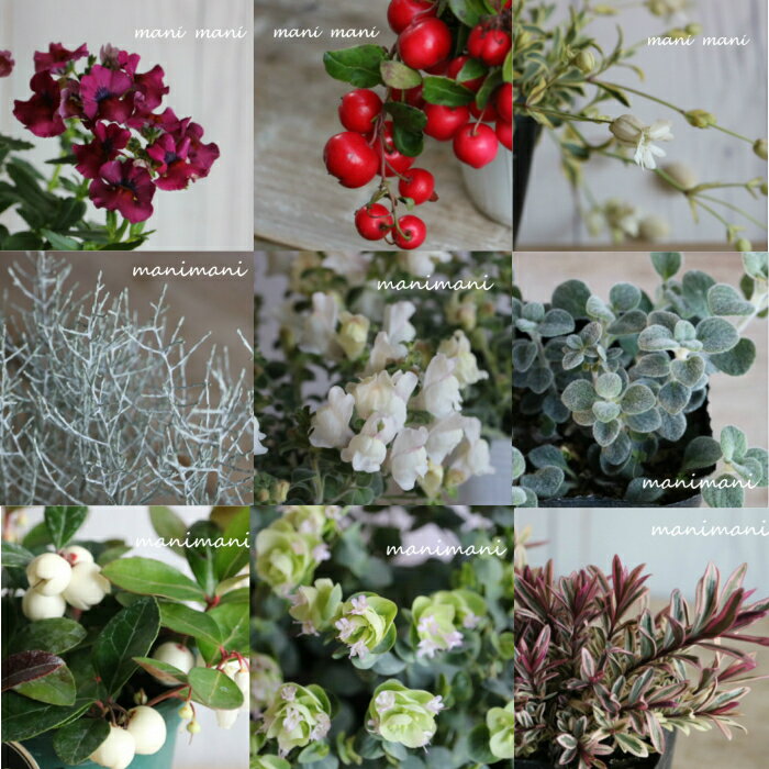 ����͵���ʡ�ޡ֥������󥹥ڥ�����10�ĥ��å�+���ޤ�2�� ���12�ĥ��å� ����󥯾� ���ޤ��� �߸˽�ʬ �� �ɺ��� ��ǯ�� ¿����ʪ ���տ�ʪ ���ĥ��å� ���� �󤻿��� ���� ʡ�� �� �����ǥ˥� �ĥ��å� ���� ���̴�