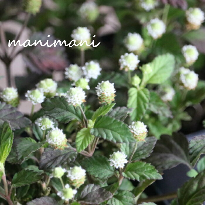スイートメキシカンハーブ「リッピア」2.5〜3寸ポット苗　香り　ハーブ　寄せ植え　リースのサムネイル