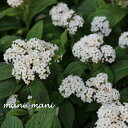 甘い香り「ヘリオトロープ〜ミルク〜」3寸ポット苗 寄せ植え 庭植え 花苗