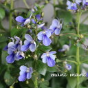 クレロデンドルム「 ブルーウィング」3〜3.5寸ポット苗 希少 花苗 寄せ植え 庭植え