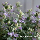斑入りグレコマ ヘデラケア「バリエガータ」2.5~3寸ポット苗 寄せ植え バスケット 花苗 リーフ グランドカバー 花壇 ガーデニング